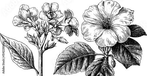 Elegant set of hand stitched alphabet with intricate lace edge details for decoration