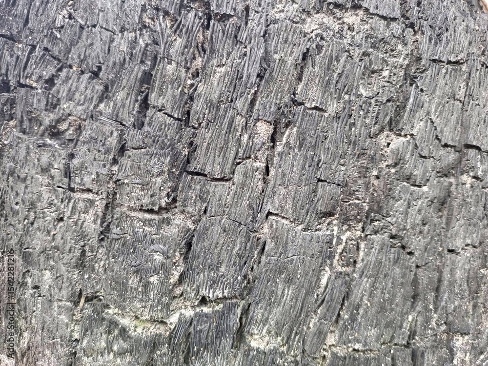 Charred and Cracked Wood Texture After Fire Charred and Cracked Wood Texture After Fire