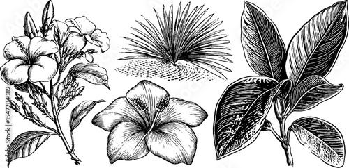Botanical collection featuring hibiscus blooms and tropical foliage for design use