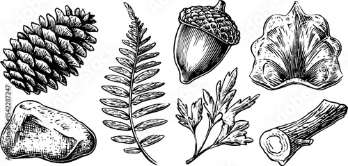 Nature elements collection: pinecone, moss, dried fern, acorn, leaf, and wood illustration for design