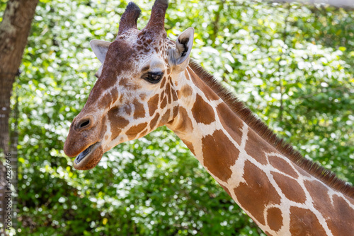 Canvas Print Reticulated giraffe browsing on leaves at the zoo