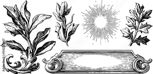 Vintage botanical elements with sunburst and ornate frame for design and decoration