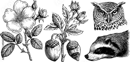 Nature-inspired collection featuring wild rose, animal tracks, and forest creatures for design use