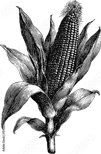 Vintage corn sheaf in engraving style: classic agricultural design for decor