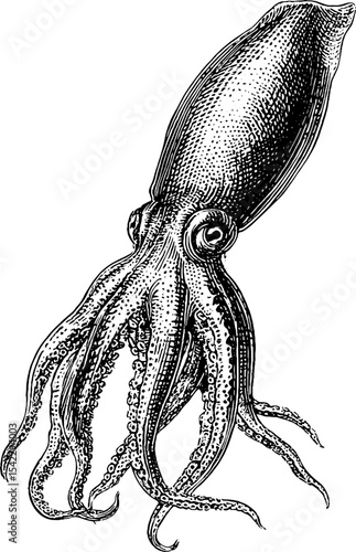 Vintage squid engraving aesthetic for decorative design and art projects