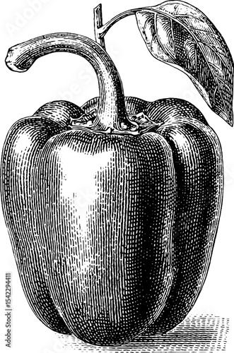 Vintage engraving of stuffed bell pepper concept design for culinary art