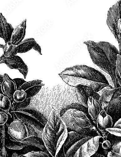 Vintage vegetable harvest border engraving design for cards and posters