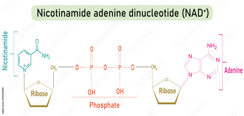 P ster NAD Nicotinamide Adenine Dinucleotide Molecule Diagram P ster NAD Nicotinamide Adenine Dinucleotide Molecule Diagram
