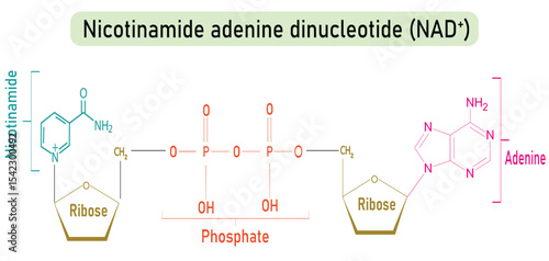 NAD+ (Nicotinamide adenine dinucleotide) Molecule Diagram showing nicotinamide, ribose and phosphate - biomolecule, skeletal structure diagram on on white background.