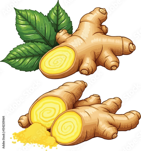Fresh Ginger Root with Slices and Powder – Herbal Spice Illustration