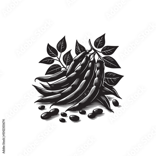 French Bean Vector (3).eps