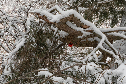 Camoflauge Cardinal?