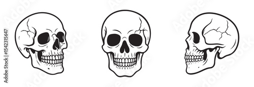 Human Skulls set in different angles isolated on white background, graphic illustration in black outline. concept of anatomy, human bone structure, science, Halloween decor, design element, sketch