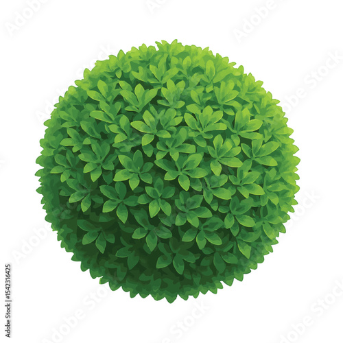 Decorative green spherical shrub perfect for landscaping, topiary design, gardens and outdoor projects.