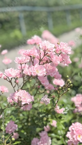 Wallpaper Mural pink cherry blossom Torontodigital.ca