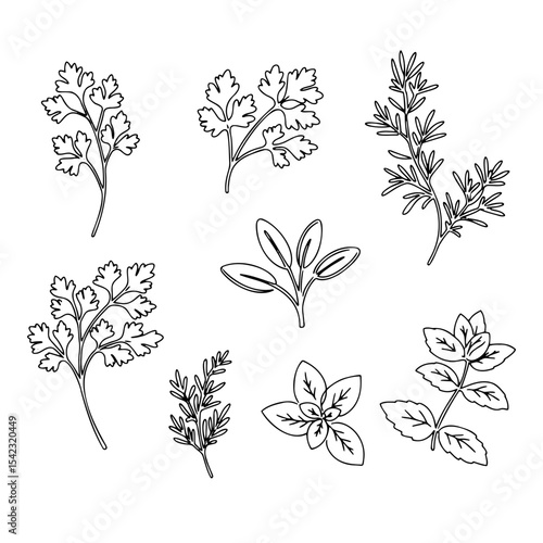 Aromatic herbs hand-drawn illustrations, botanical sketches in black and white