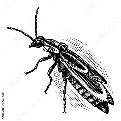Detailed Firefly Insect Glowing Effect Black and White Outline Line Art Drawing Vintage Engraving Style Isolated