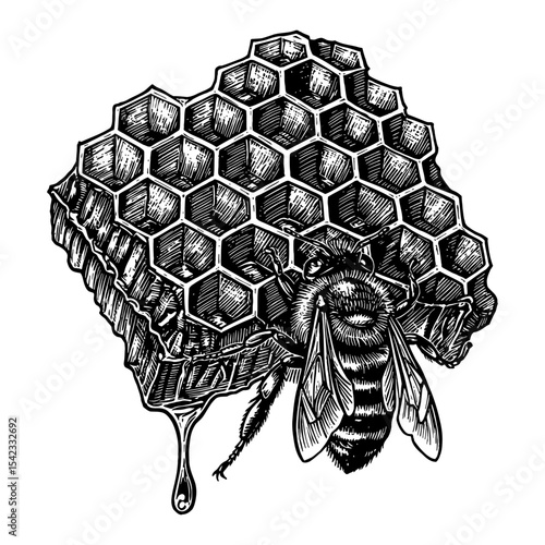 A Detailed Honeycomb with a Bee and Dripping Honey Black and White Outline Line Art Drawing Vector Illustration