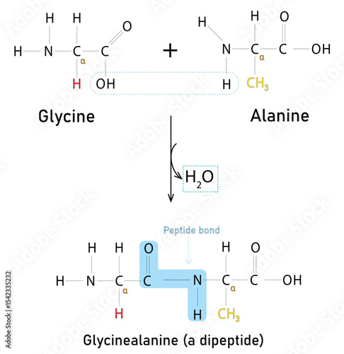 Peptide Bond Formation Between Glycine and Alanine Producing Dipeptide Glycylalanine and Water. It is Dehydration Synthesis Reaction, Infographic Vector Illustration