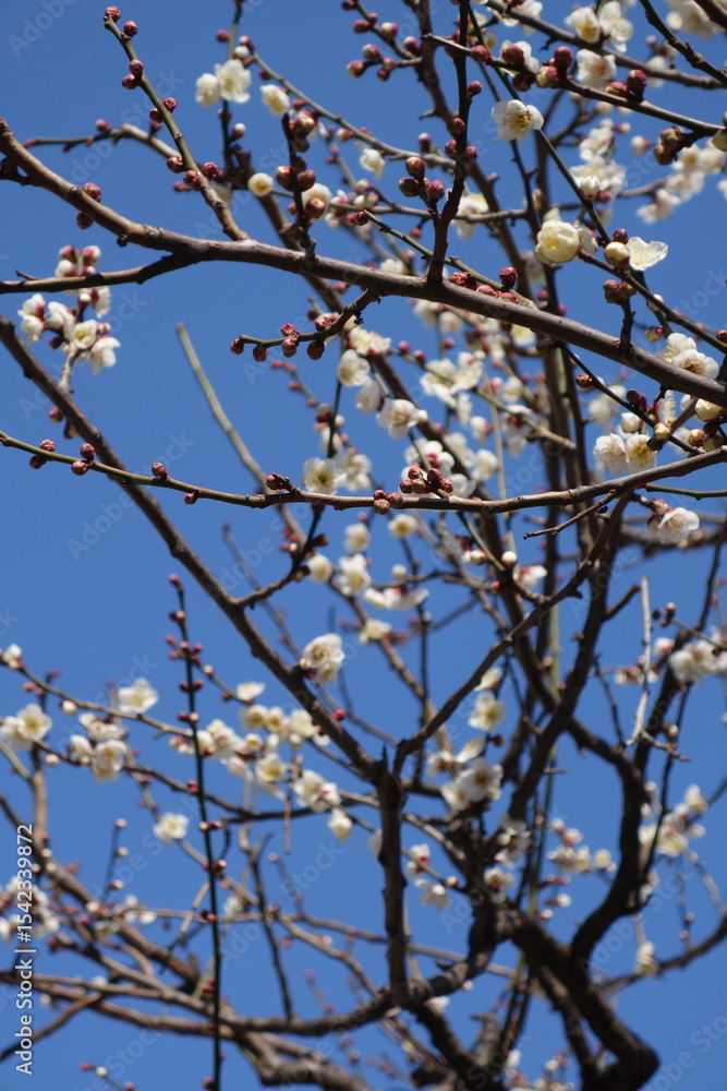 blooming cherry tree blooming cherry tree