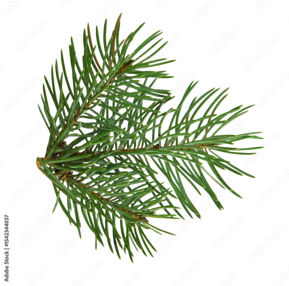 Fototapeta premium fir tree branches isolated on transparent, png. Branch tree, fir evergreen twig to xmas holiday