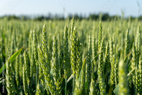 Rows of vibrant green wheat plants stretch across the field, reaching towards the clear blue sky. The landscape showcases healthy crop growth in bright sunlight