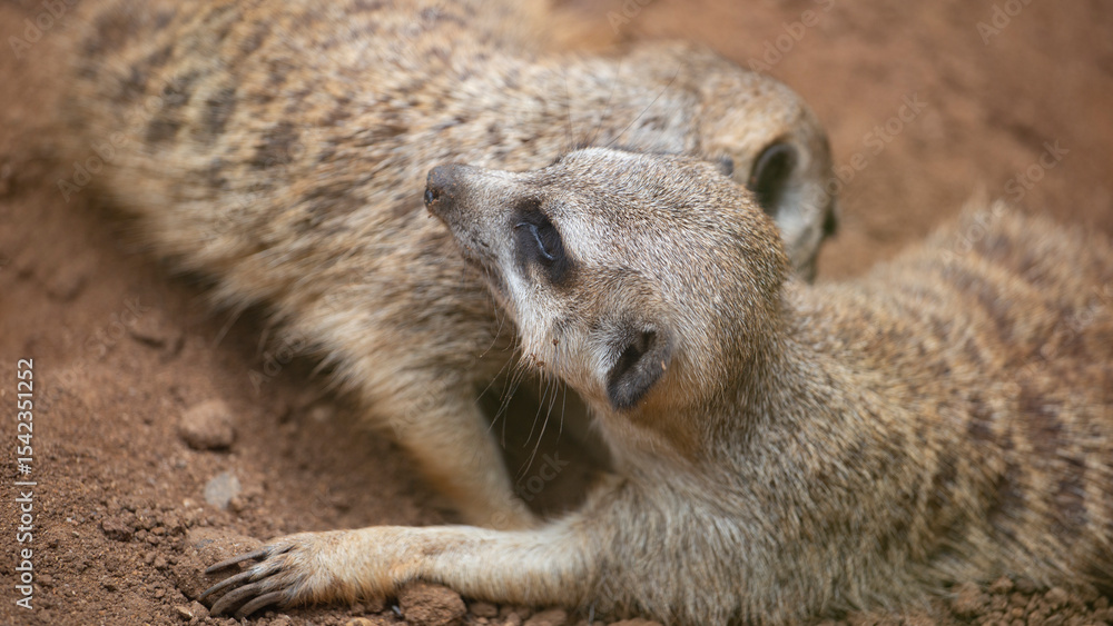 Fototapeta premium meerkats live in a small group