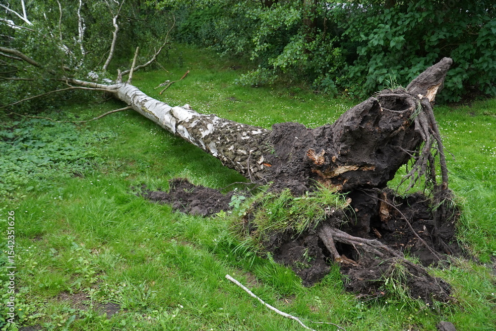 Big fallen birch tree after storm near residential house in Garbsen, Lower Saxony, Germany Big fallen birch tree after storm near residential house in Garbsen, Lower Saxony, Germany