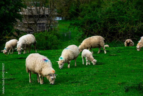 Sheep grazing among ruins in Ireland