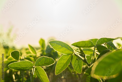 Lush soy plants thrive in a fertile field as the sun sets, casting a golden light over the green leaves, highlighting their vibrant texture and structure