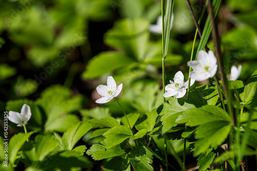 Wood Anemone flowers growing along the forest floor.