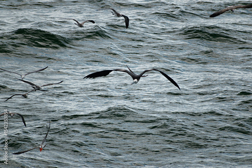Fototapeta magnificent frigate chasing gull