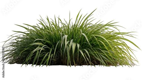 Green grass bush isolated on transparent background isolated on white background