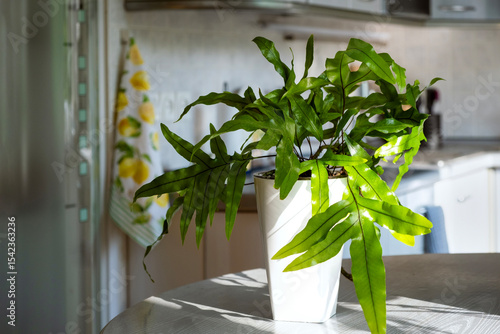 Fern Microsorum diversifolium( kangaroo paw) in white tall pot stands on kitchen table in rays of morning sun. Decorating interior of house with live plants. Selective focus. Close up.