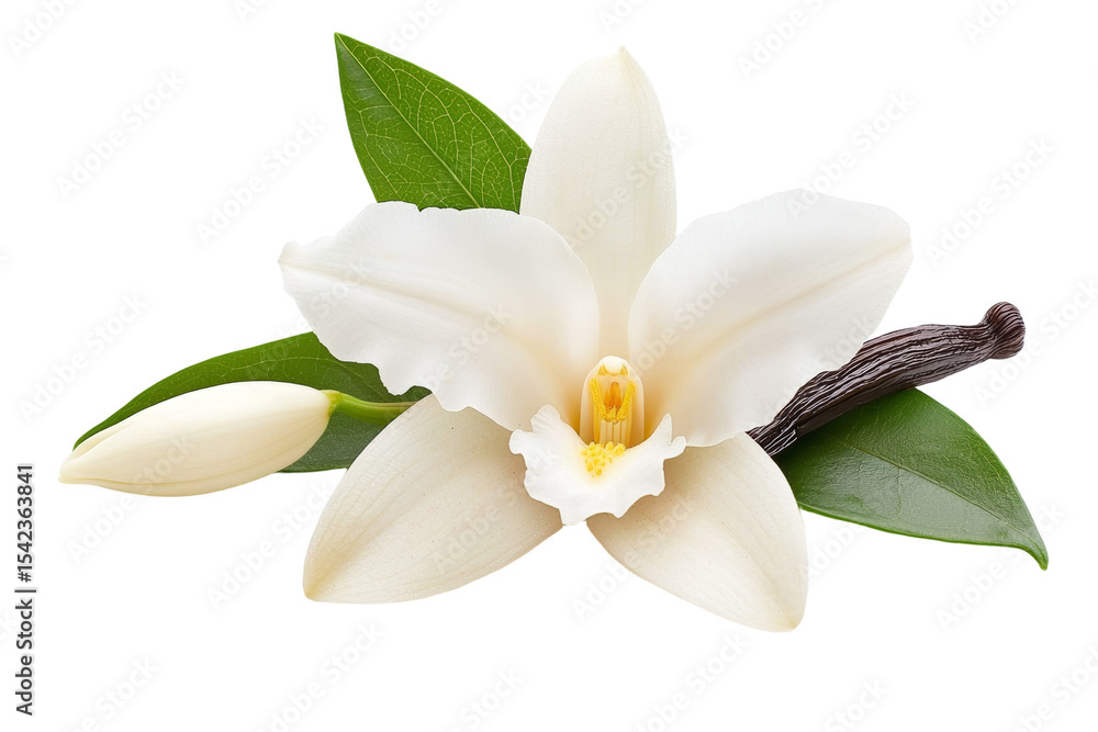 White flower with a green leaf on top, isolated White flower with a green leaf on top, isolated