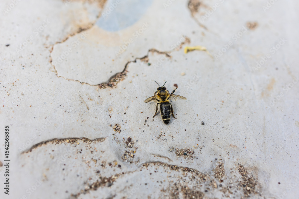 Close-up of a bee resting on textured stone surface. Environmental fragility, insect life, and ecological awareness. Close-up of a bee resting on textured stone surface. Environmental fragility, insect life, and ecological awareness.