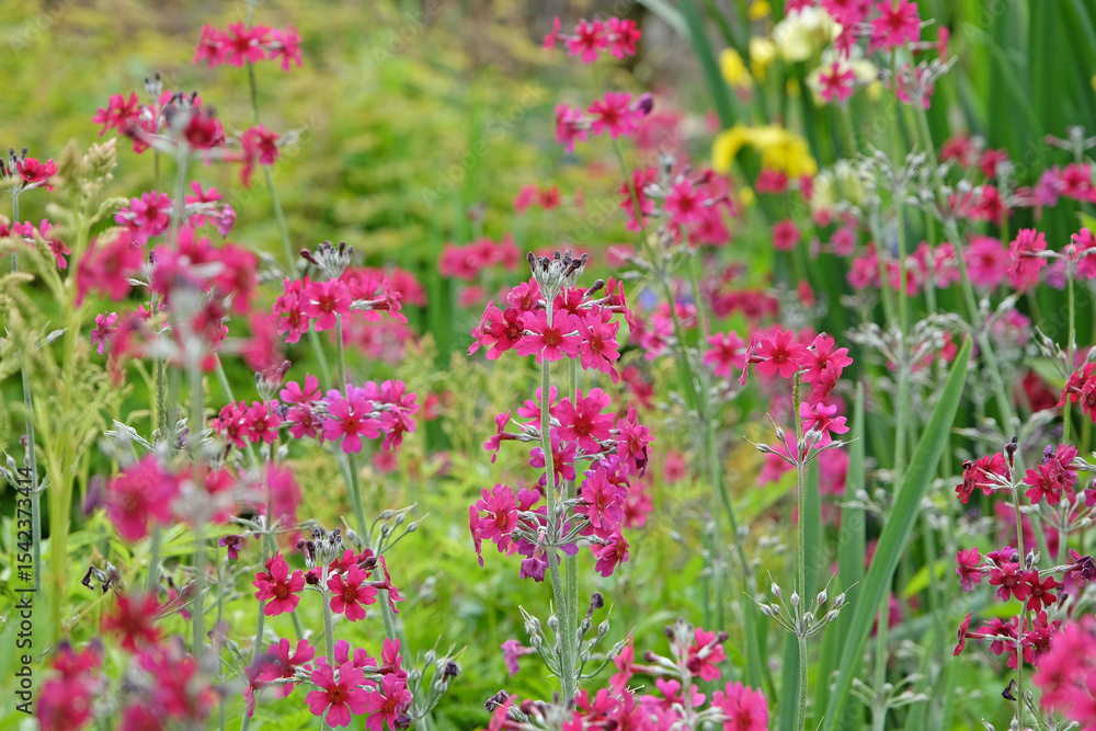 Fuschia pink and Purple Primula pulverulenta, also known as mealy primrose, in flower. Fuschia pink and Purple Primula pulverulenta, also known as mealy primrose, in flower.