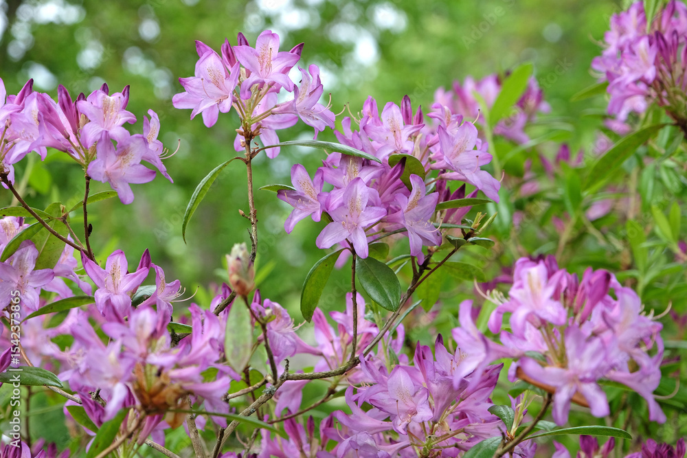Fototapeta premium Lilac purple rhododendron azalea with golden flush in flower.