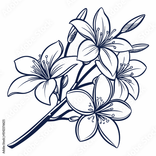 black and white jasmine flower