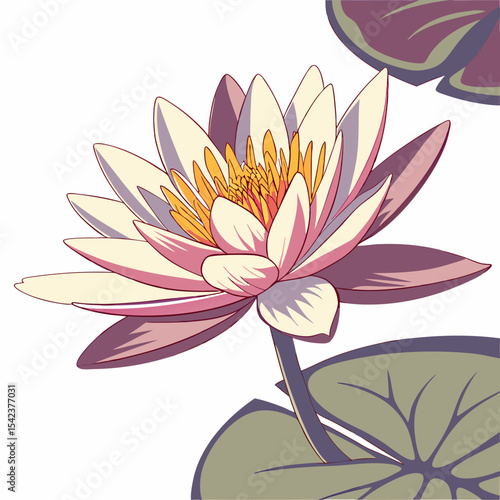 pink water lily