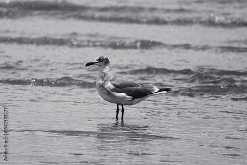 seagull on the beach