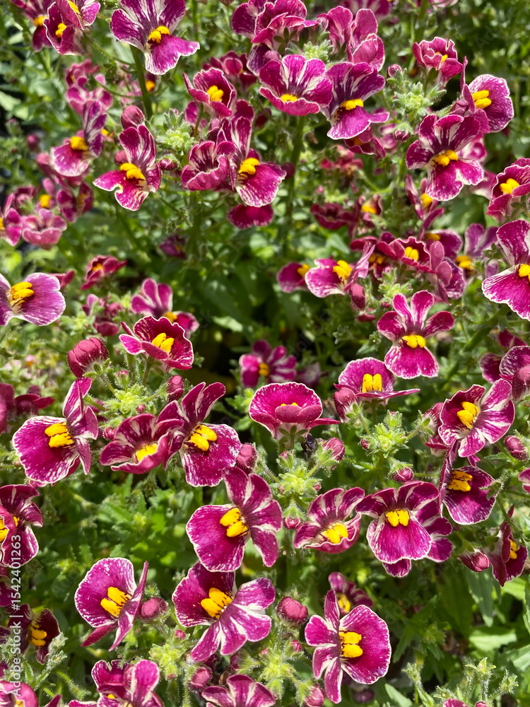 Fototapeta premium Red and yellow nemesia flowers in bunch at garden center