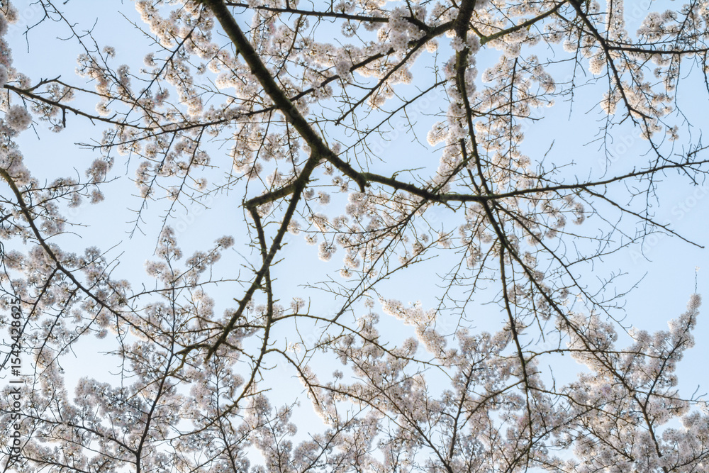 Delicate sakura (cherry blossom) branches filled with soft pink flowers stretch against a vivid blue sky in Amsterdamse Bos. Delicate sakura (cherry blossom) branches filled with soft pink flowers stretch against a vivid blue sky in Amsterdamse Bos.