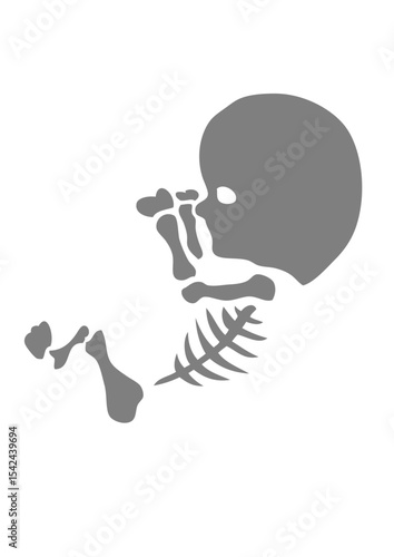 bebe squelette foetus