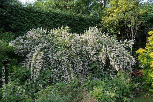 cascading white flowers on a Deutzia shrub
