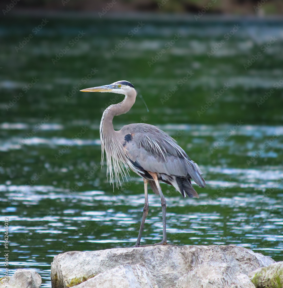 Naklejka premium great blue heron