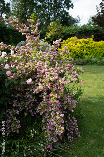 pink flowering deutzia shrub