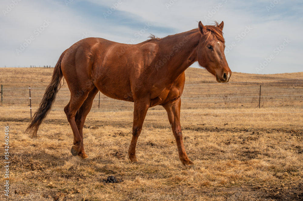 Fototapeta premium Chestnut Horse in Dry Pasture