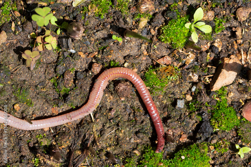 Fototapeta premium Useful Earthworm in the Nature 