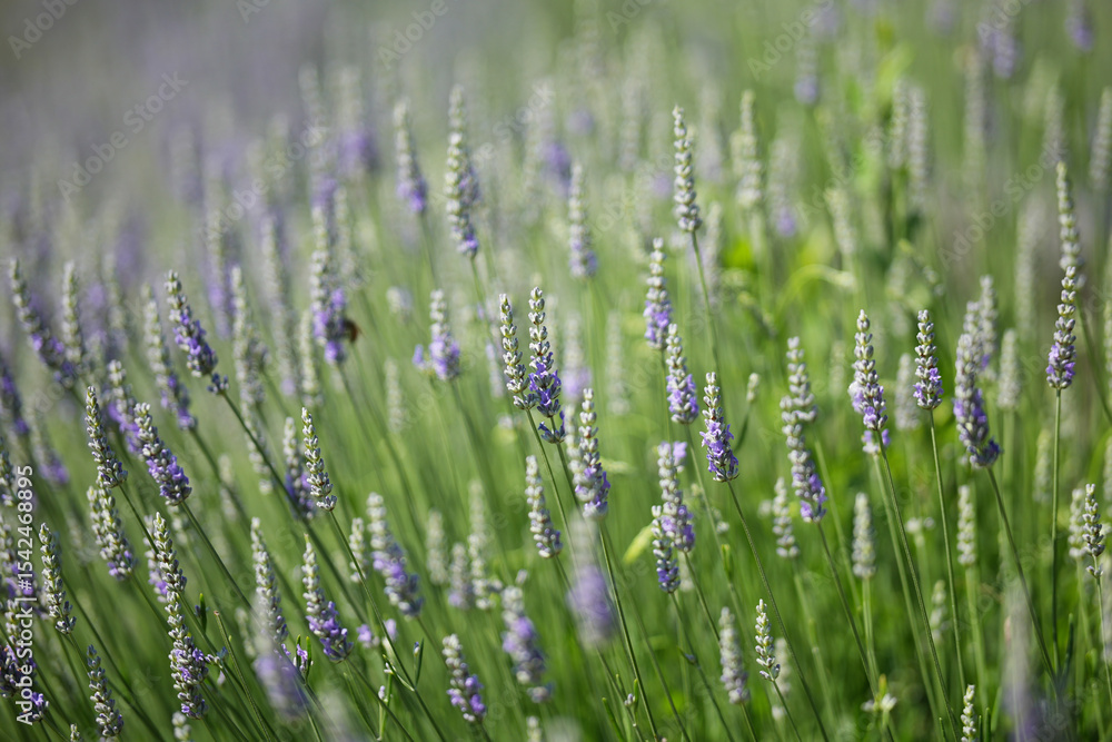 Obraz premium Blooming lavender bushes on Governors Island in New York.